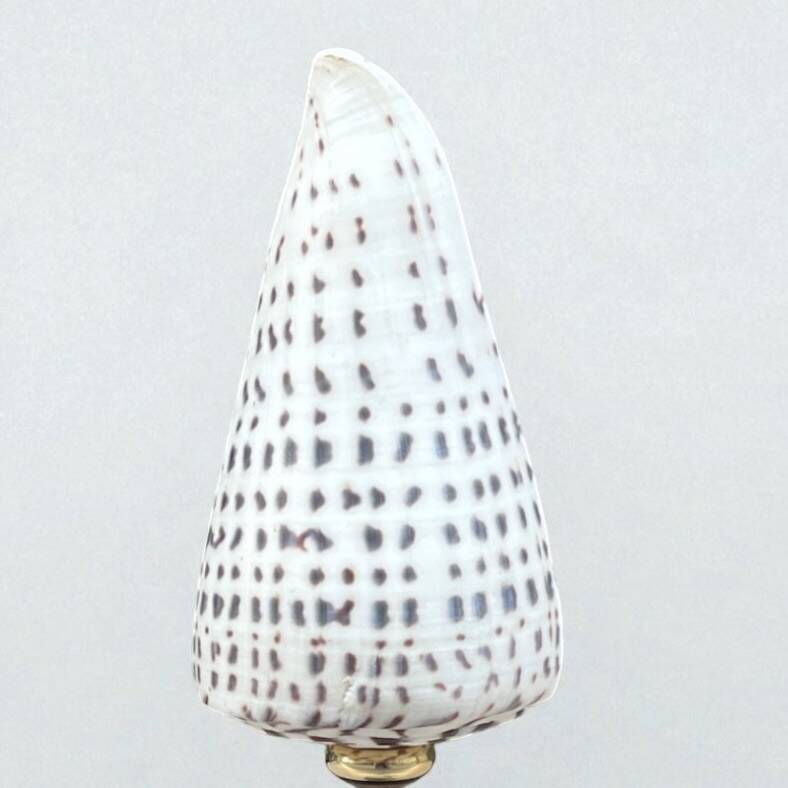 Cabinet of Curiosities: Conus shell on a blackened wooden base, 19th century