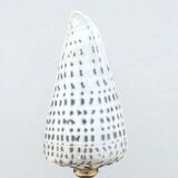 Cabinet of Curiosities: Conus shell on a blackened wooden base, 19th century