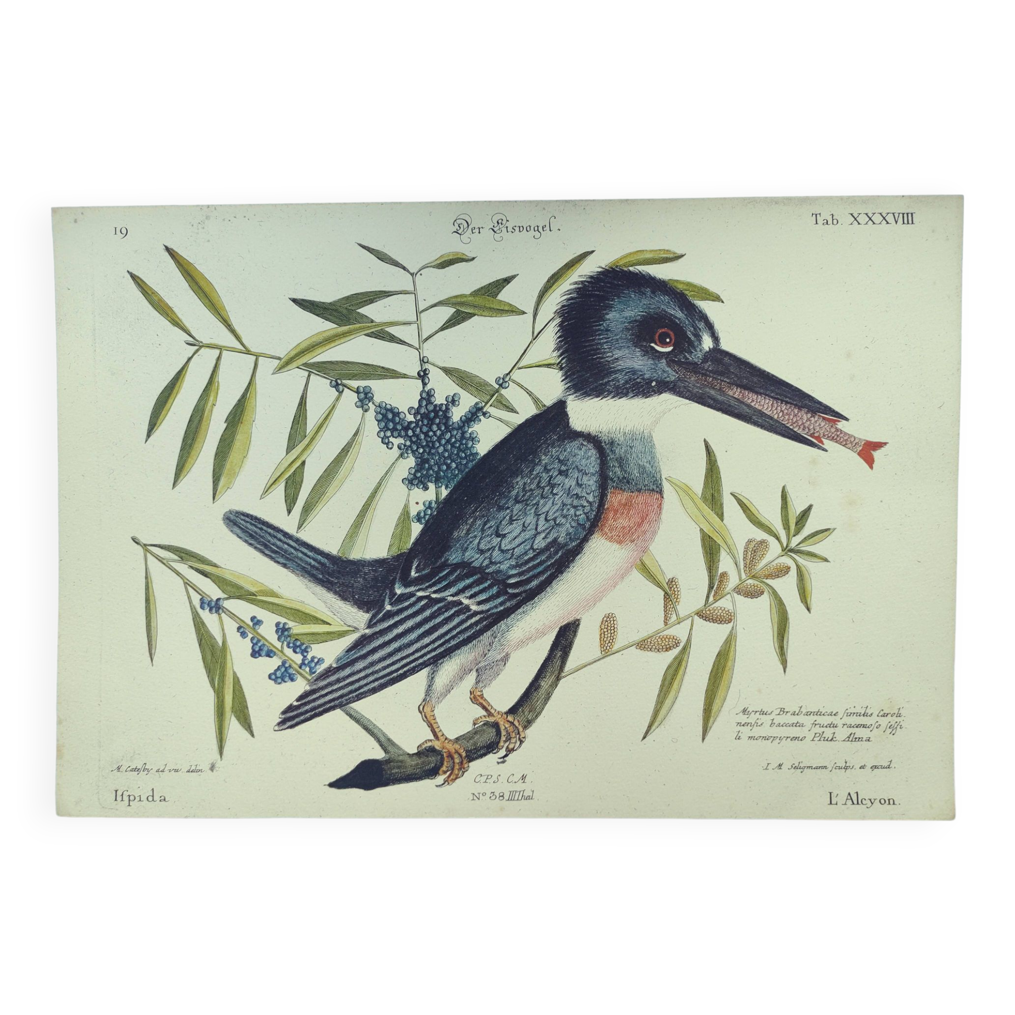 Old bird engraving -The Alcyon- Ornithological plate by Seligmann & Catesby. 1973