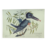 Old bird engraving -The Alcyon- Ornithological plate by Seligmann & Catesby. 1973