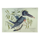 Old bird engraving -The Alcyon- Ornithological plate by Seligmann & Catesby. 1973