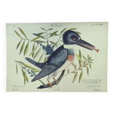 Old bird engraving -The Alcyon- Ornithological plate by Seligmann & Catesby. 1973