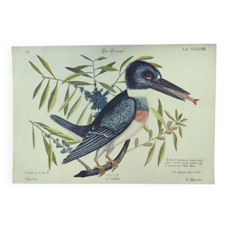 Gravure ancienne oiseau  -L'Alcyon- Planche ornithologique de Seligmann & Catesby. 1973