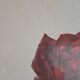 Vintage 1970 frame - Botanical illustration of Rose "Josephine B"