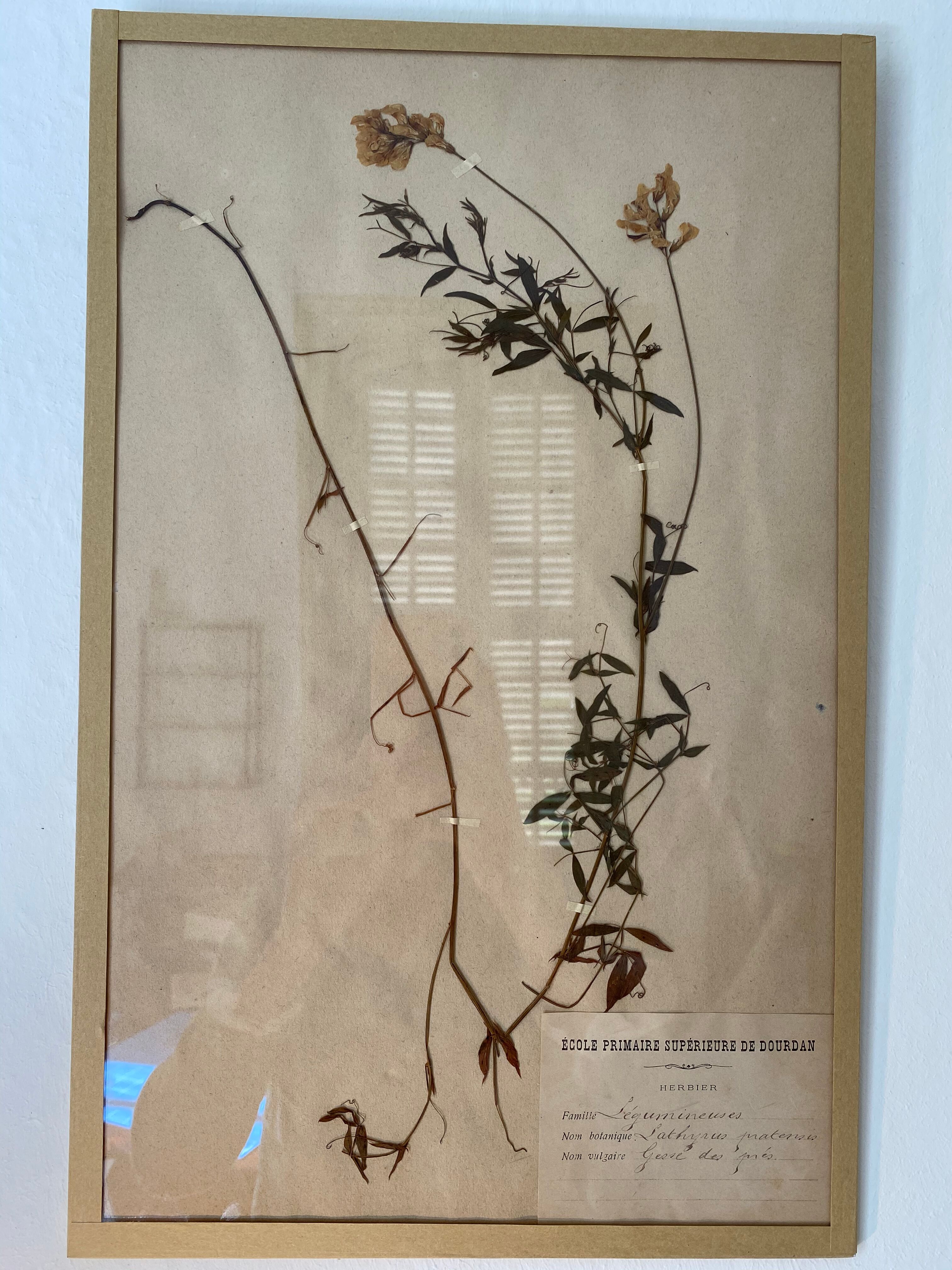 Framed herbarium boards, 1900s
