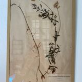 Framed herbarium boards, 1900s