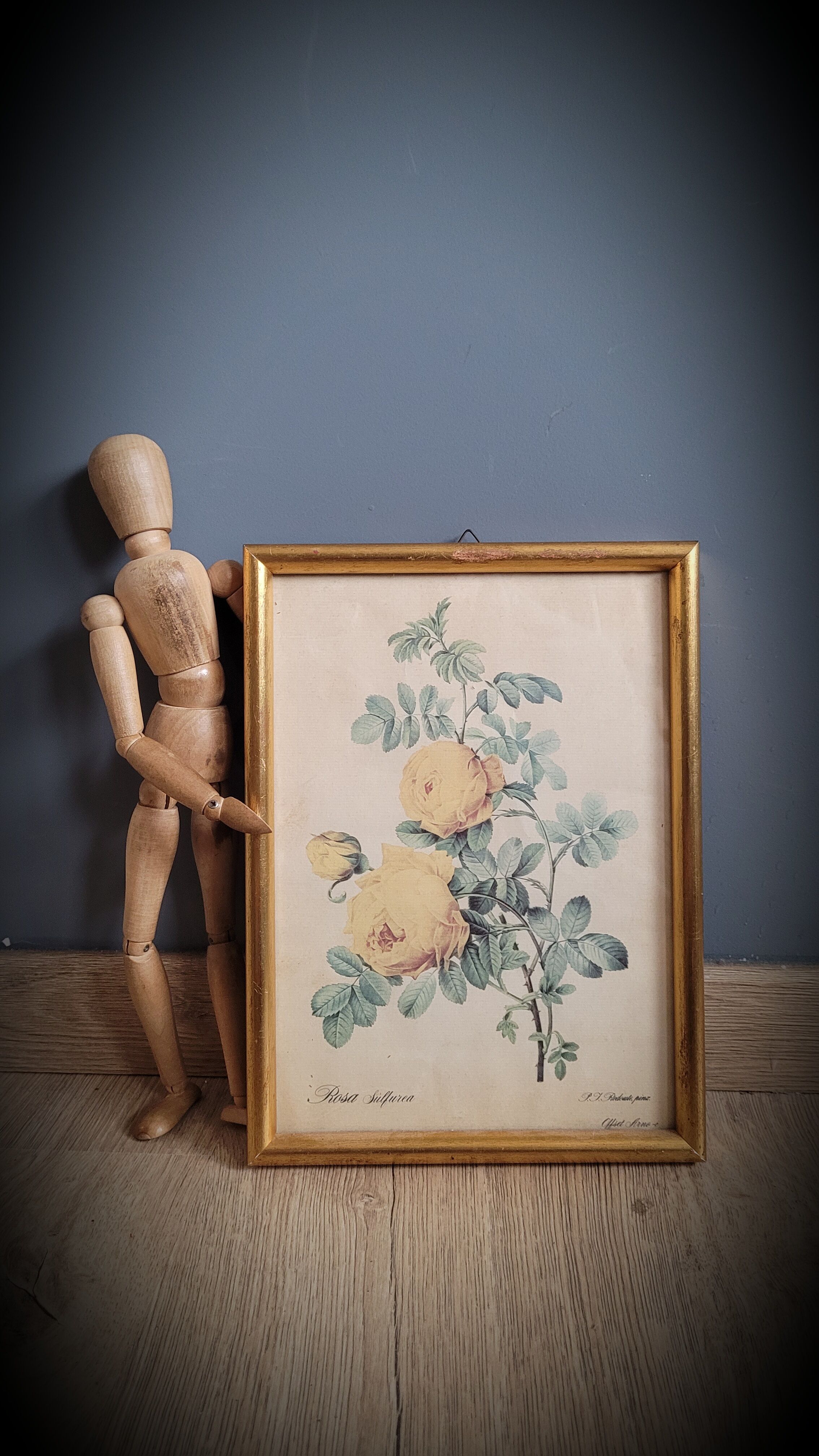 Rose lithograph frame Rosa Sulfura