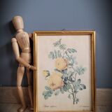 Rose lithograph frame Rosa Sulfura