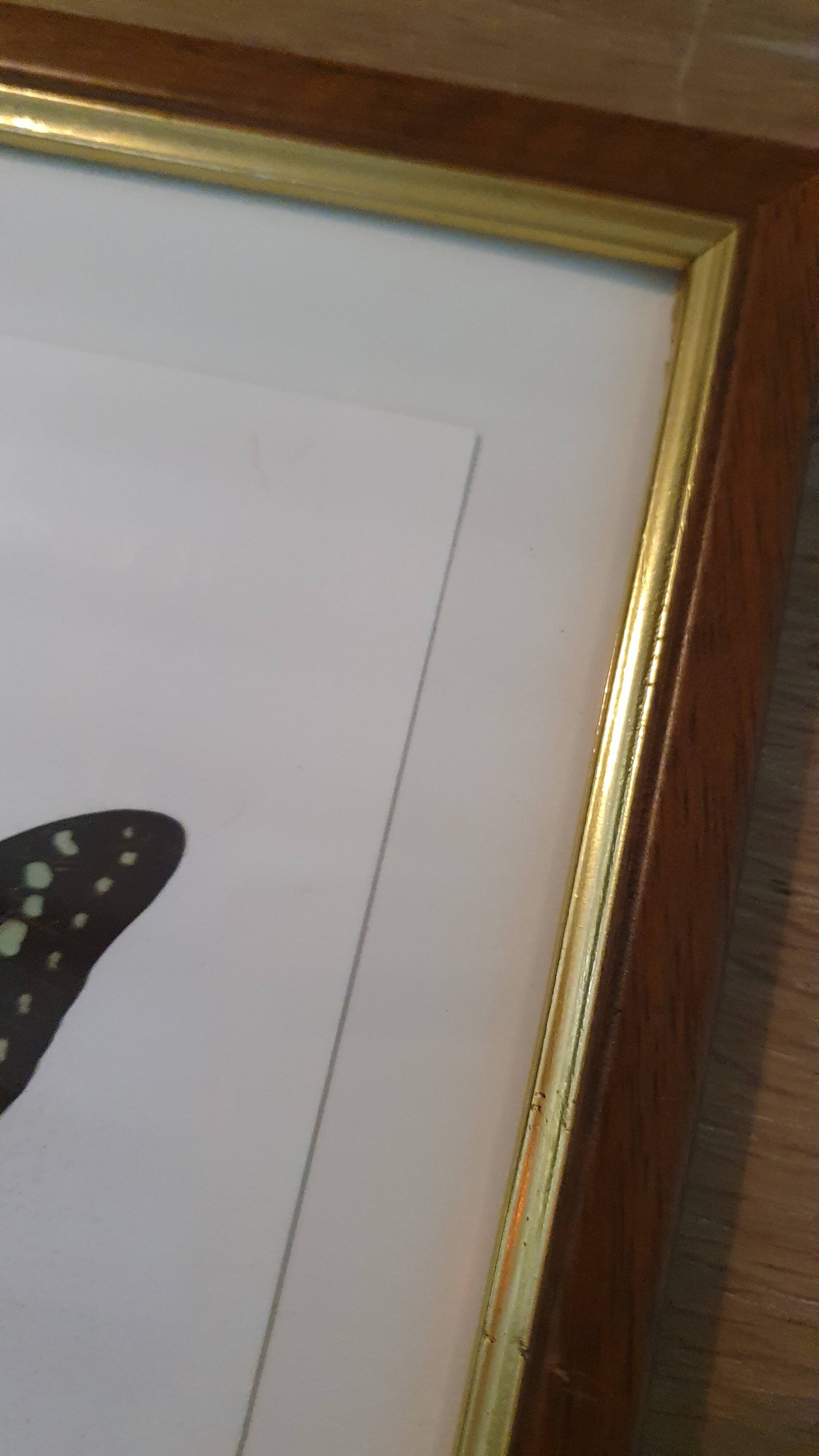 Naturalized butterfly in its old wooden frame