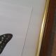Naturalized butterfly in its old wooden frame