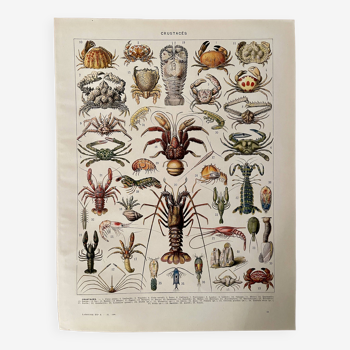 Lithograph on crustaceans - 1930