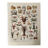 Lithograph on crustaceans - 1930