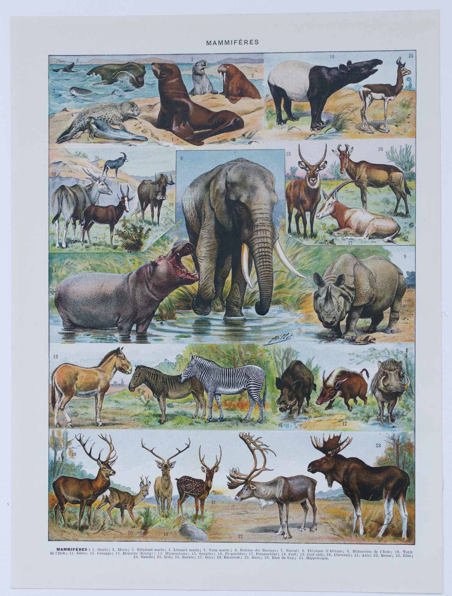 Original plate from 1930: exotic and wild mammals, biodiversity