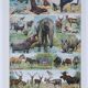 Original plate from 1930: exotic and wild mammals, biodiversity