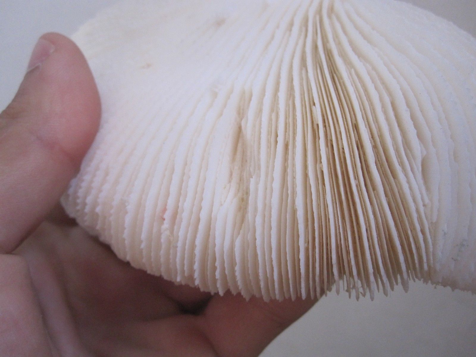 Former shell coral white