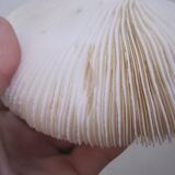 Former shell coral white