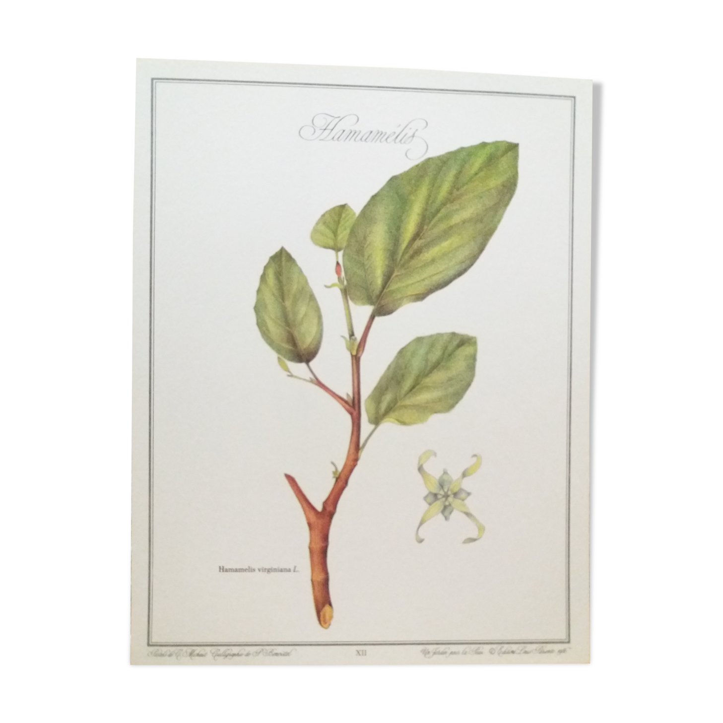 Hamamélis botanical plank