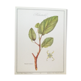 Hamamélis botanical plank