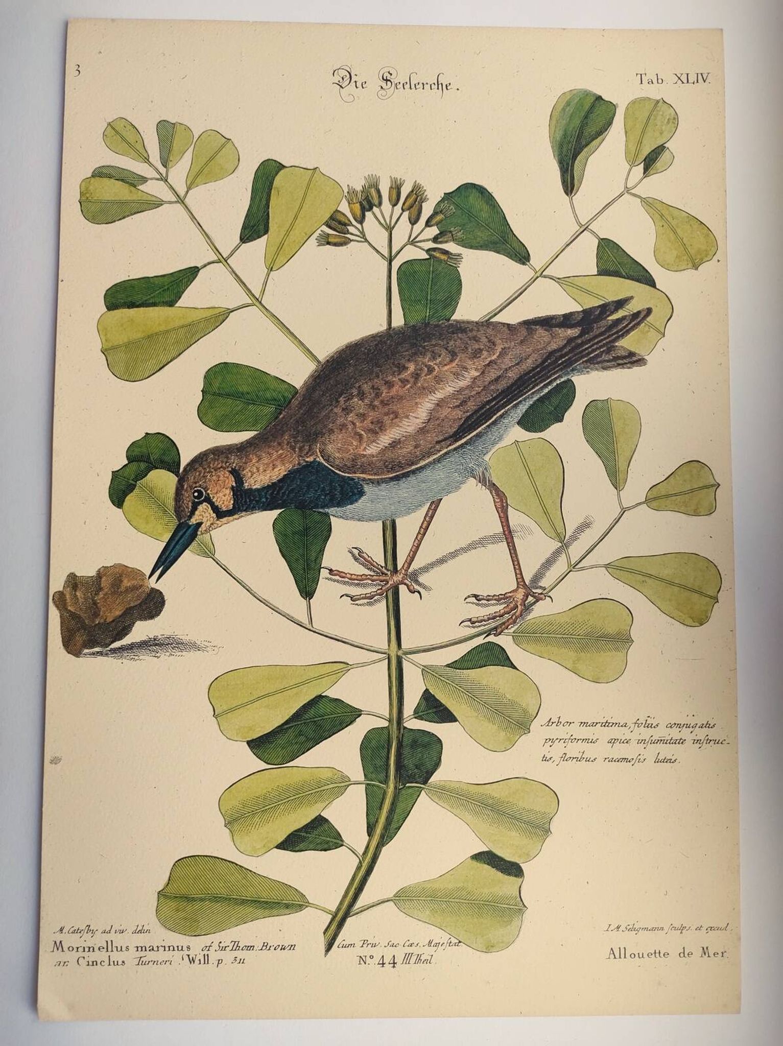 Antique bird engraving - Sea Lark - Zoological plate by Seligmann & Catesby - ornithology