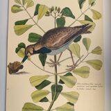 Antique bird engraving - Sea Lark - Zoological plate by Seligmann & Catesby - ornithology