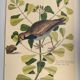Gravure ancienne oiseau -Allouette de Mer- Planche zoologique de Seligmann & Catesby - ornithologie
