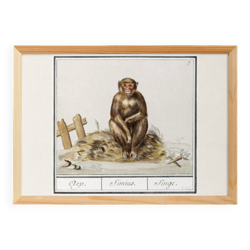 Small poster about the monkey, after an old engraving from 1610.
