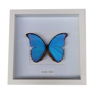 Enthomologie papillon morpho didius cadre vitrine