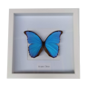 Enthomology Butterfly Morpho Didius showcase frame