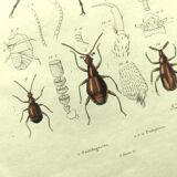Old engraving from 1839 - Psalidognathus Insect - Hand-colored plate