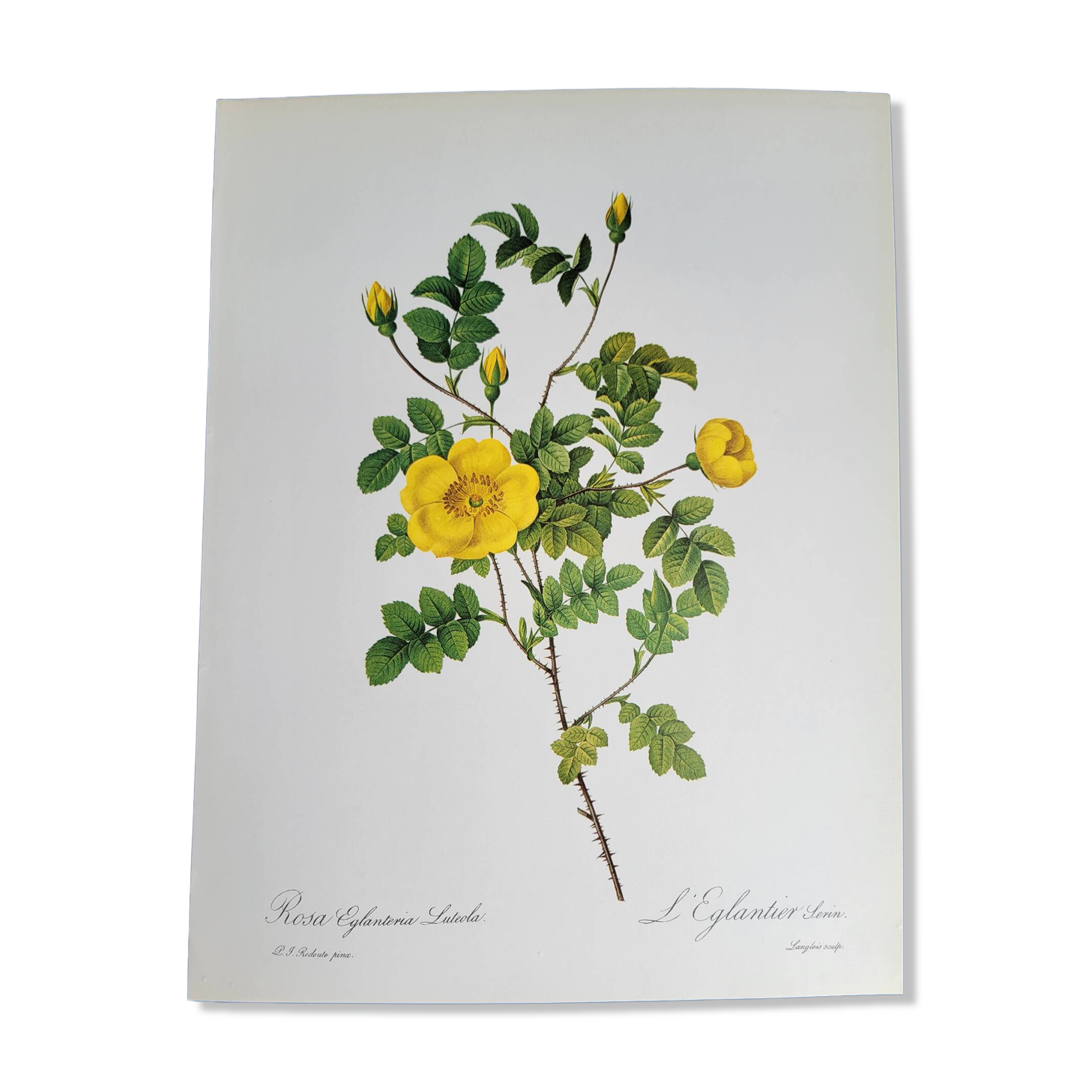 Botanical plate Rose Eglantier, P.J. Redouté 1960