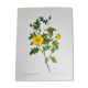 Botanical plate Rose Eglantier, P.J. Redouté 1960
