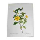Botanical plate Rose Eglantier, P.J. Redouté 1960