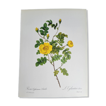 Botanical plate Rose Eglantier, P.J. Redouté 1960