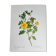 Botanical plate Rose Eglantier, P.J. Redouté 1960
