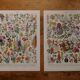 Lithographies originales sur les fleurs