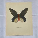 Antique butterfly engraving vintage botanical plate naturalist etching
