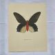 Old butterfly engraving vintage botanical plate etching naturalist