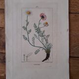 Botanical poster