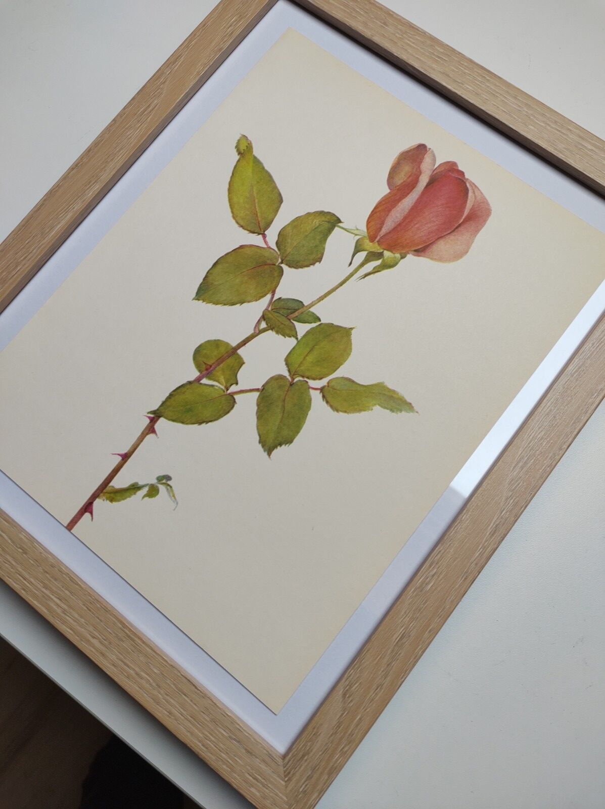 Rose Botanical Board - Original Vintage from 1968 - Betty Uprichard🌹