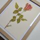 Rose Botanical Board - Original Vintage from 1968 - Betty Uprichard🌹