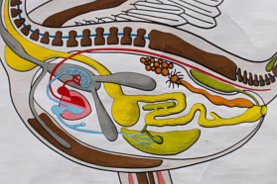 Poster plans of construction in the animal kingdom Verlag Gerhard Gamke 1967