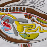 Poster plans of construction in the animal kingdom Verlag Gerhard Gamke 1967