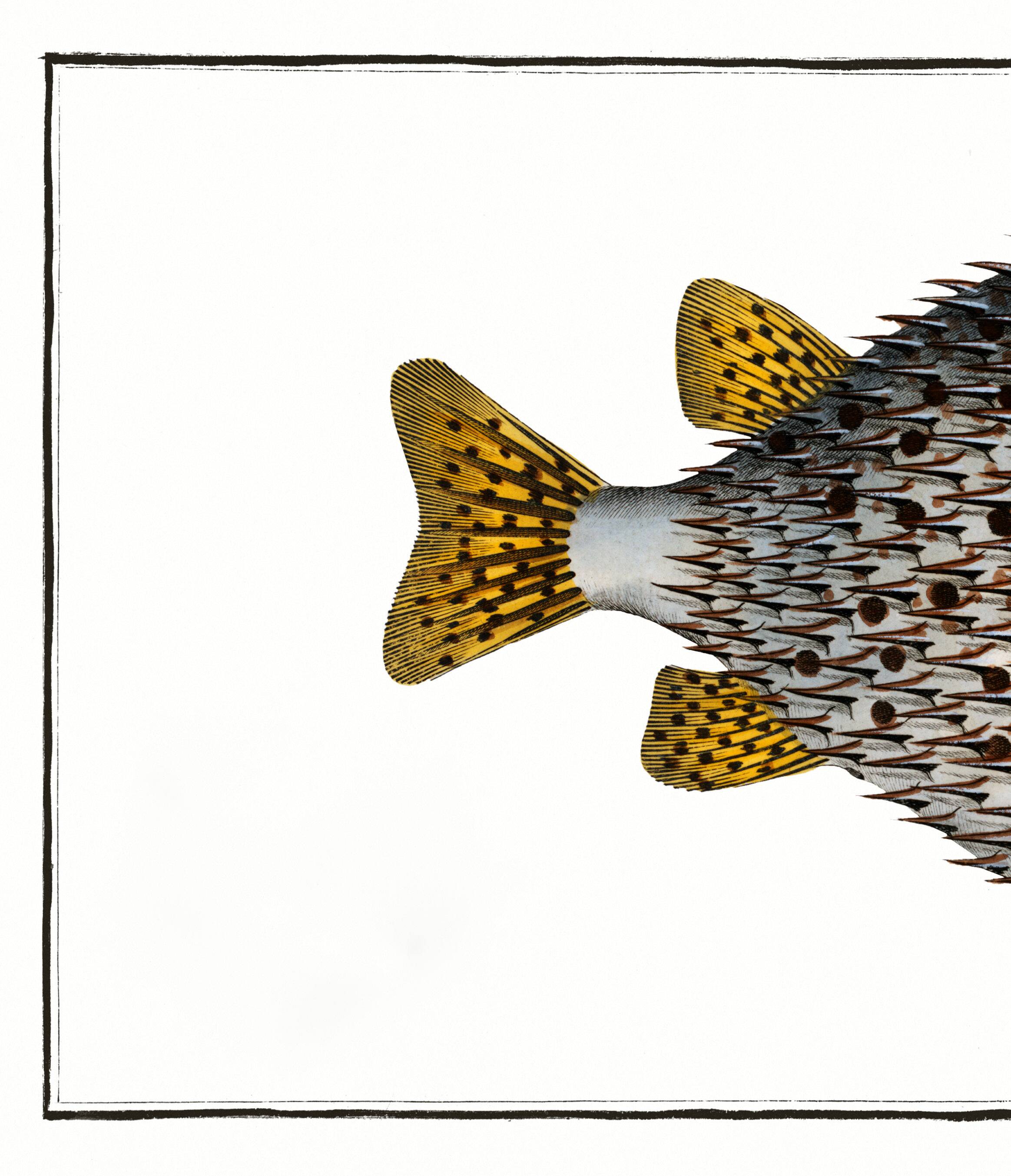 Poster about the pufferfish, based on an old engraving from 1746.