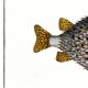 Poster about the pufferfish, based on an old engraving from 1746.