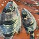 Lluis Puigdemont dish with fish decoration