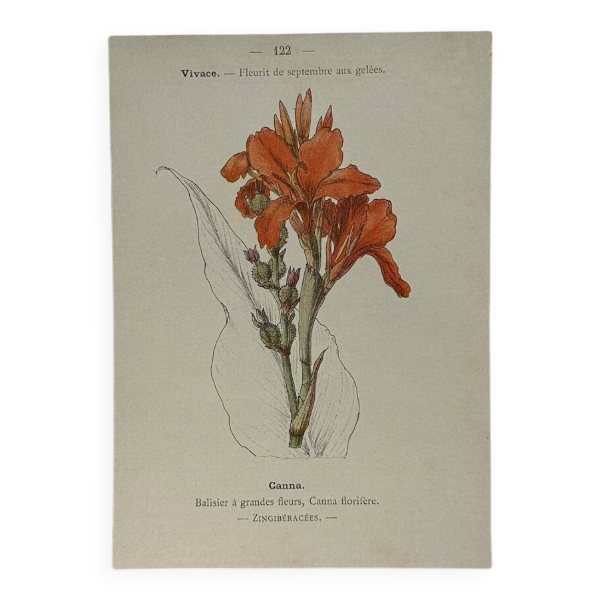 🌿 Botanical Plate Old Naturalist Engraving 19th Century Double-Sided A