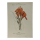 🌿 Botanical Plate Old Naturalist Engraving 19th Century Double-Sided A