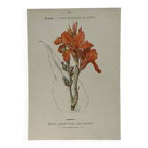 🌿 Botanical Plate Old Naturalist Engraving 19th Century Double-Sided A