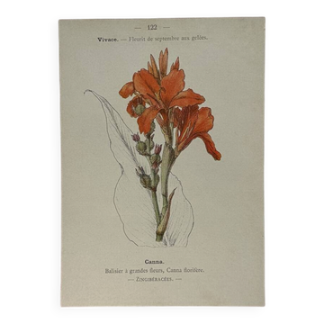 🌿 Botanical Plate Old Naturalist Engraving 19th Century Double-Sided A