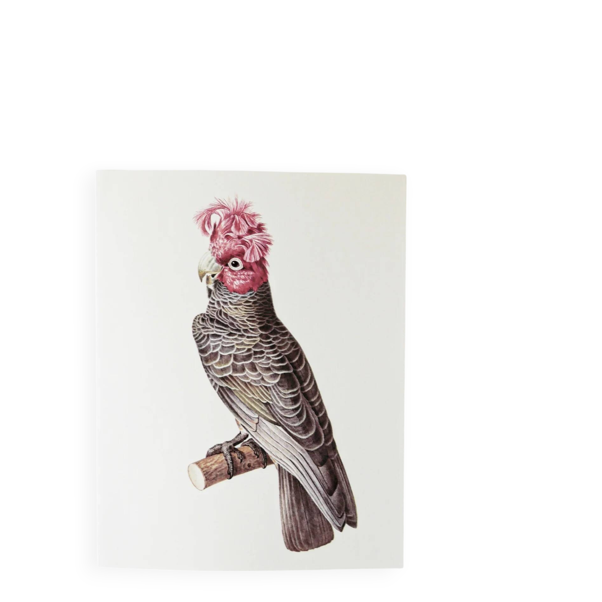 Plates of the bestiary from the Natural History Museum Cockatoos